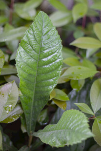 枇杷树叶片纹理