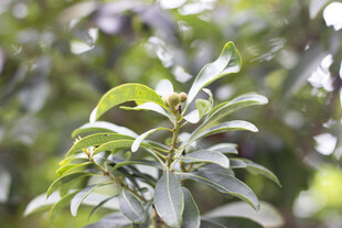 杨梅翠绿枝叶特写