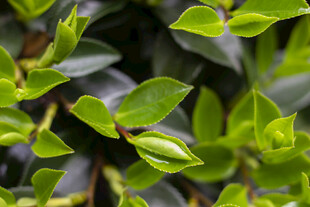 茶梅嫩绿叶片特写