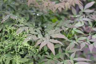 南天竹叶片特写