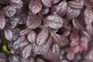 红花檵木枝叶特写 