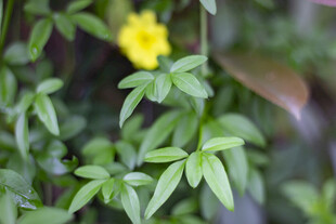 云南黄馨枝叶特写