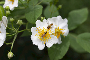 蜜蜂采蜜于白色野蔷薇