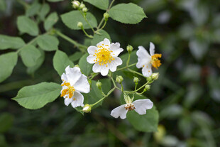野蔷薇花朵绽放