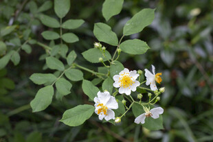 野蔷薇花朵与绿叶特写