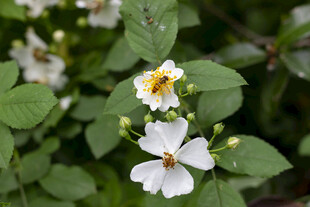 蔷薇花小蜜蜂