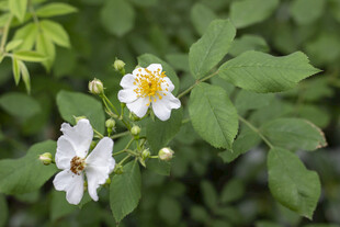 蔷薇花绽放于绿叶间