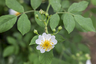 单朵野蔷薇绽放绿叶间