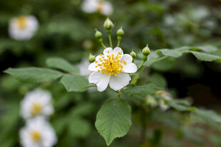 白蔷薇绽放绿叶间