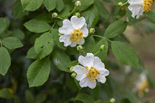 白色蔷薇花绽放绿叶间