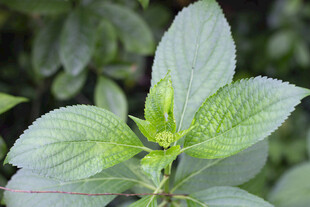 八仙花枝叶花苞