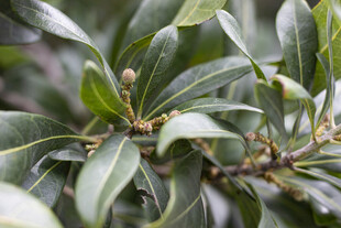 杨梅绿叶间的小果实