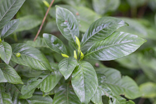 栀子花枝叶特写 
