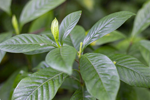 栀子花叶片植物特写