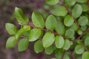 紫薇翠绿叶片的植物特写