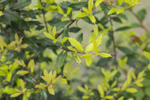 十大功劳嫩绿枝叶展现自然生机