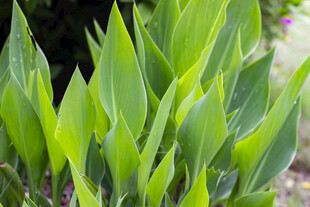 美人蕉嫩绿叶片生机盎然