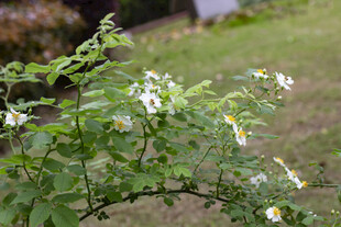 蔷薇花