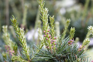 五针松翠绿松枝特写