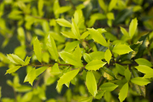 十大功劳嫩绿叶片特写