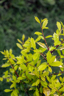 十大功劳嫩绿枝叶生机盎然