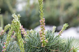 五针松嫩绿松枝果序特写