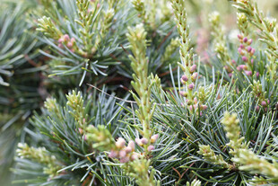 五针松翠绿松枝上的粉嫩松果