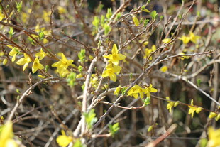 枝头绽放的金钟花