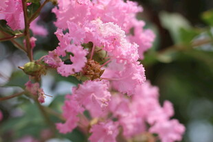 紫薇花朵特写