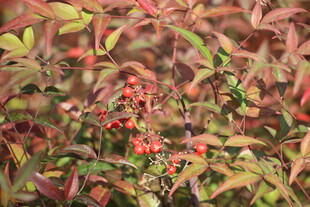 南天竹枝叶果子