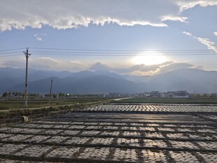 田园晨光下的整齐农田