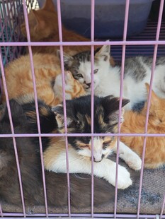 笼中依偎的可爱猫咪