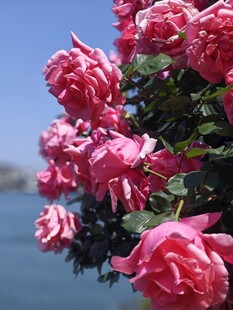 娇艳粉色月季花绽放