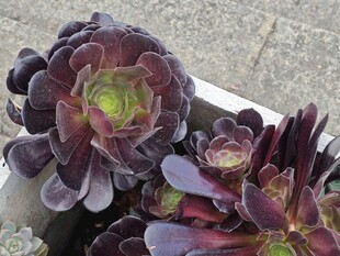 紫韵多肉植物特写