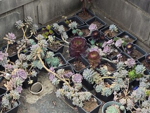 多彩多肉盆栽展示