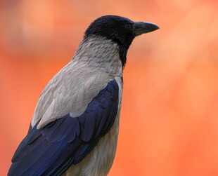 灰蓝羽毛的鸟特写
