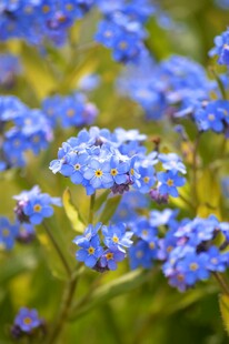 蓝紫色小花绽放的美丽景象