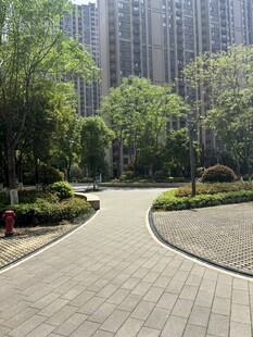 城市中的静谧林荫步道