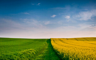 黄绿田野间的美丽风光