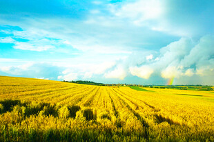 金黄田野与蓝天白云美景