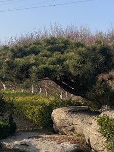 园林景观中的山石绿植