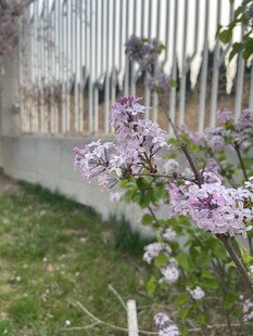 栅栏旁绽放的紫色小花
