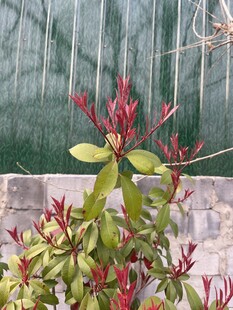 红绿叶植物特写