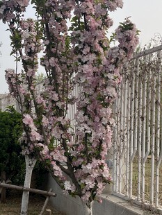 围栏旁盛开的繁花