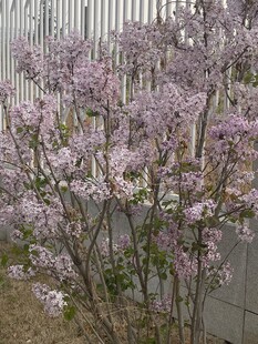 盛开的紫丁香花