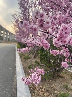 路边绽放的美丽粉色繁花