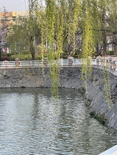 河畔垂柳下的宁静水景