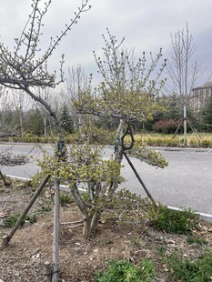 春日园林中刚栽种的小树