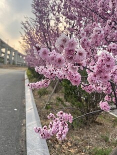 路边绽放的烂漫粉色花枝