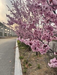 路边绽放的烂漫粉色花枝